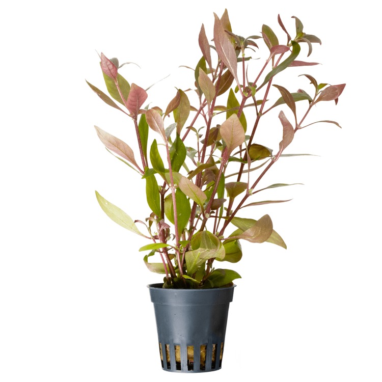 Planta acvariu Alternanthera reineckii (Cardinalis) Stoffels - imagine 3